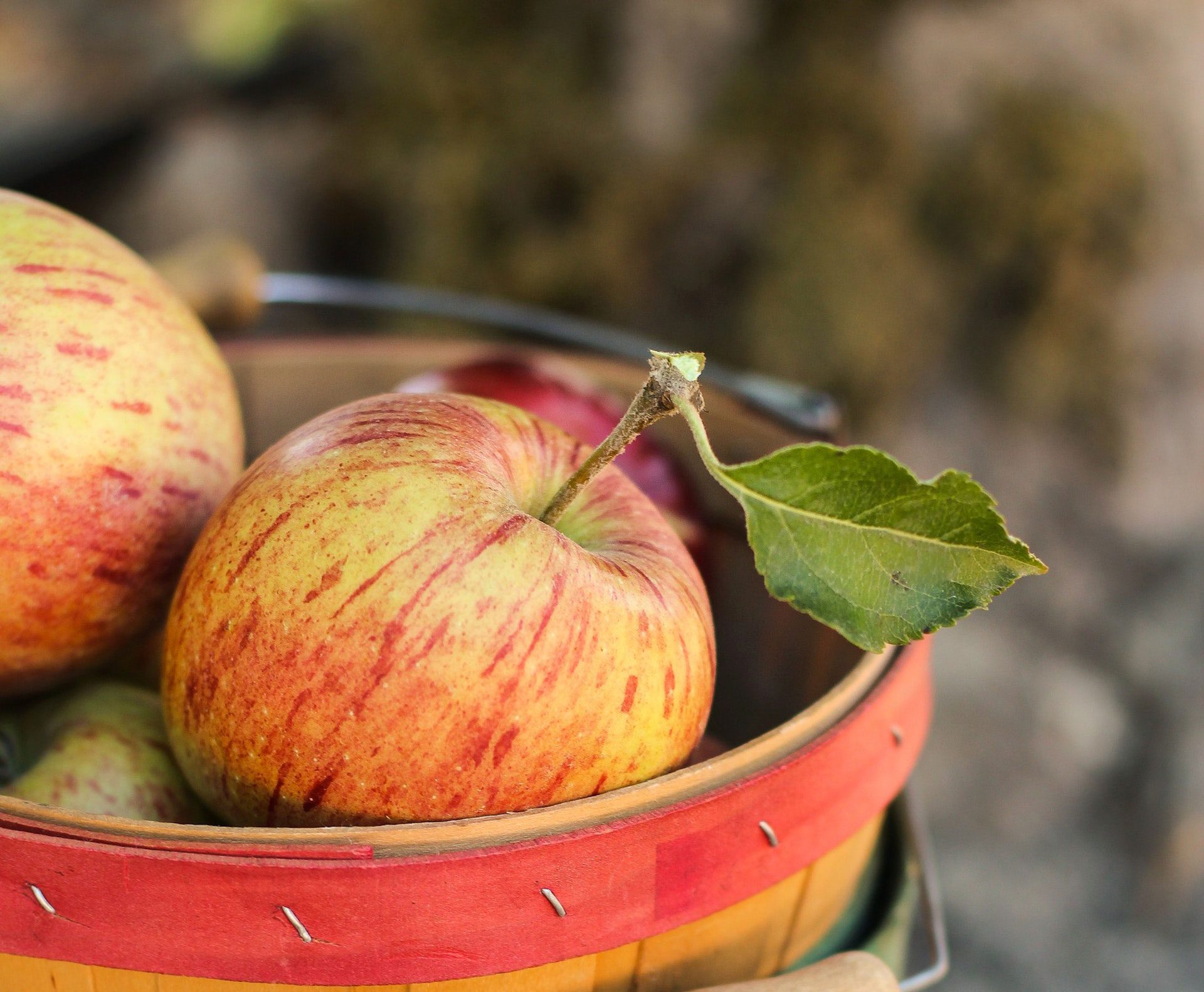 Apple Tree Seedling Primm Springs