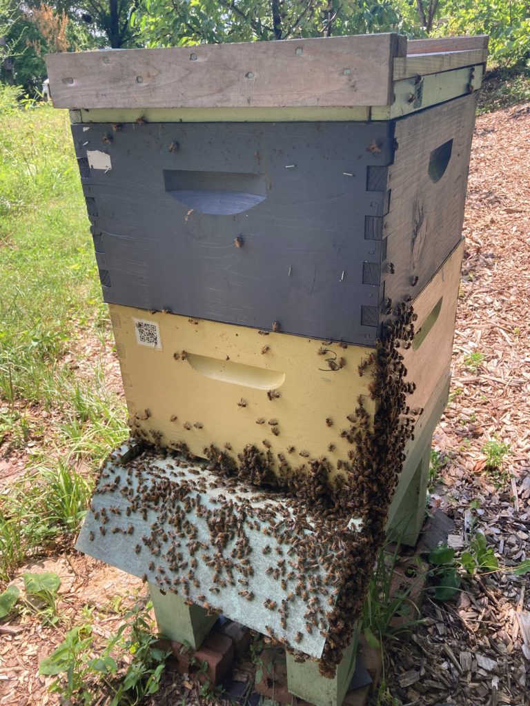 Healthy Beehives