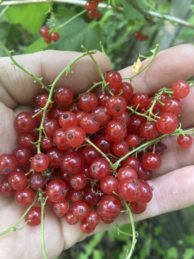 Redcurrants FranklinTN